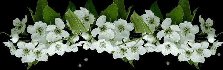 唯美白色小花GIF图片:花朵