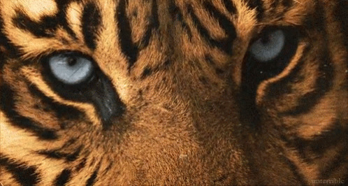 疲惫的老虎眨眼睛动态图片