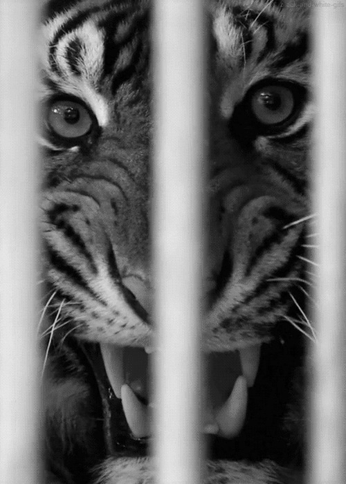 牢笼里的老虎GIF图片:老虎