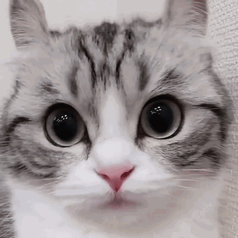 超萌小猫咪GIF图片:猫猫,呆萌