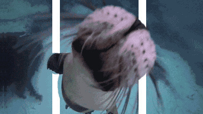 好奇的海豹GIF图片:好奇,海豹