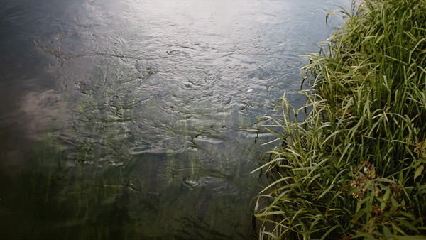 河边的水草GIF图片:河边,水草