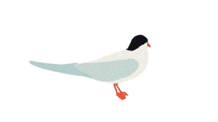 一只鸽子GIF素材图片:鸽子