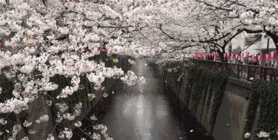 樱花飘落的季节GIF素材图片:花落