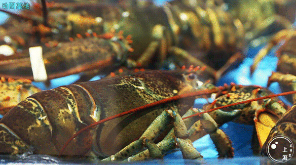 肥美多汁的大龙虾GIF图片:龙虾