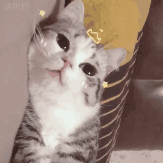 戴皇冠的小猫咪动态图片:猫猫,皇冠