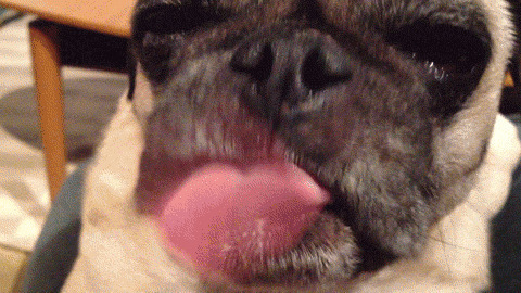 狗狗的长舌头GIF图片:狗狗,舌头