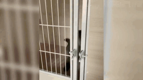 聪明的猫咪会开门GIF图片:猫猫,开门