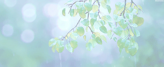 雨中的绿叶动态图片