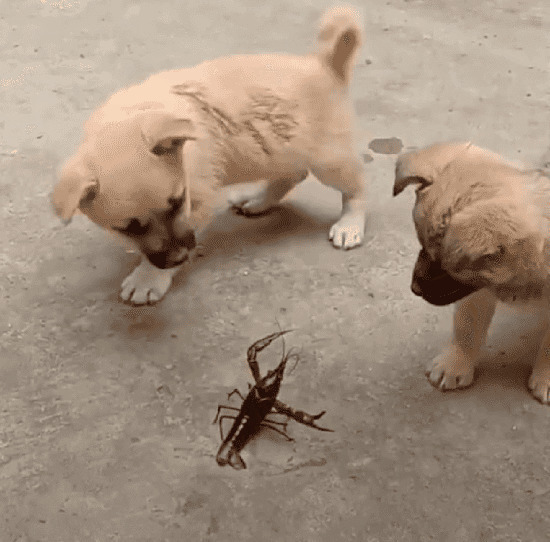 可爱的小狗狗与龙虾决战gif图片:龙虾