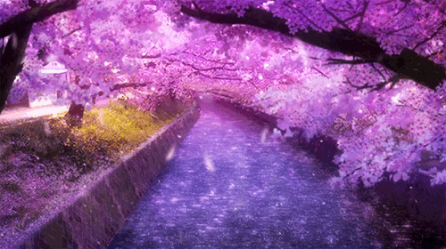 唯美的樱花飘落GIF素材图片:花落,樱花