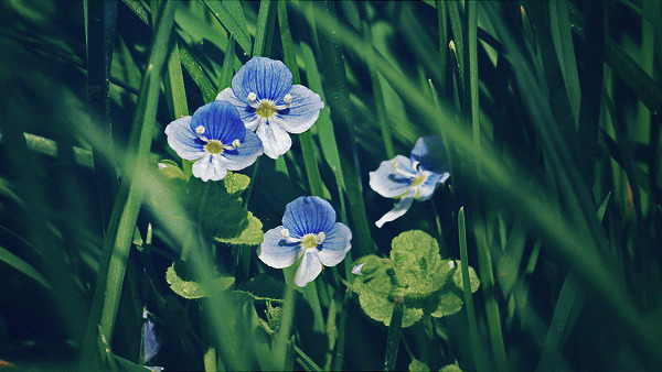 丛中小花GIF图片