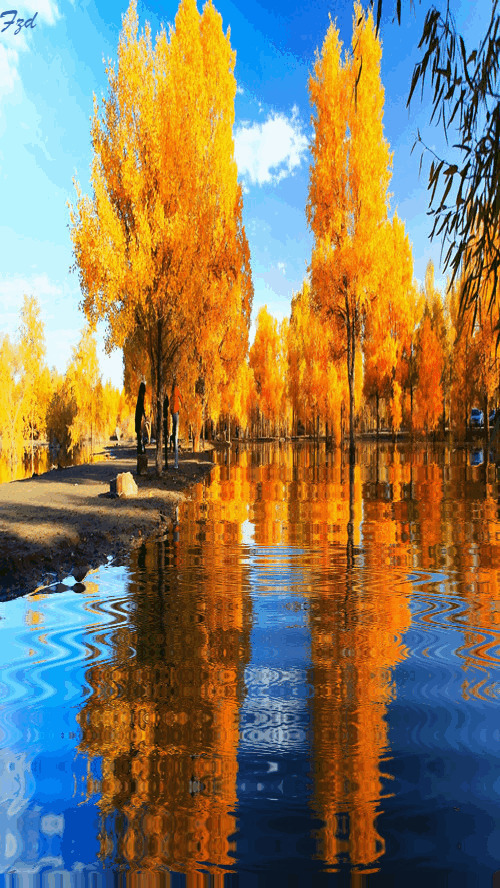 唯美的树木水中倒影GIF图片