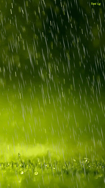 春雨湿润了大地GIF图片:下雨
