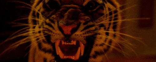 老虎张着大嘴露出尖尖长长的牙齿gif图片