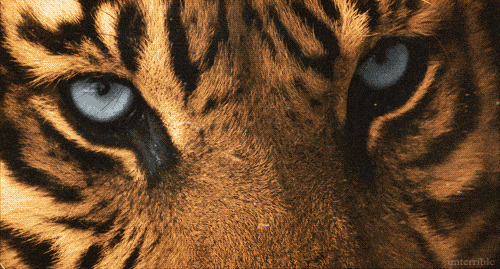 凶猛的老虎眯缝着眼镜装睡觉gif图片:老虎