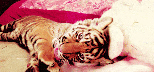 小老虎躺在地上打滚吐舌头gif图片:老虎