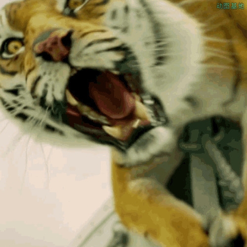 一只凶猛的老虎感觉要跳出画面一样gif图片:老虎