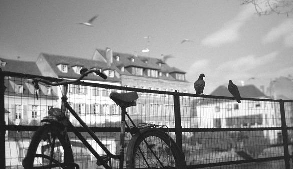 两只鸽子站在围栏上看天空中的鸟儿飞来飞去gif图片:鸽子,自行车