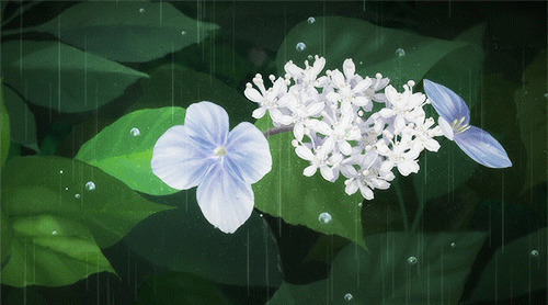 雨中的鲜花动画图片:下雨,鲜花