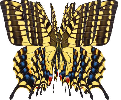 卡通蝴蝶标本不停的闪动着翅膀gif图片