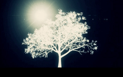 阳光沐浴成长的树GIf图片