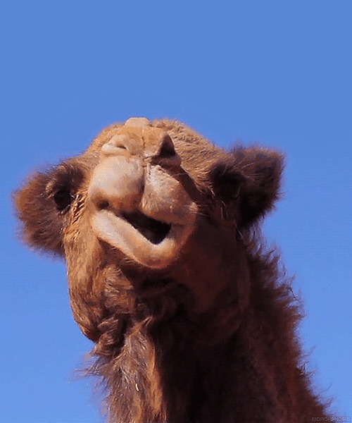 骆驼的嘴不停的搅动好像在不停的吃东西gif图片:骆驼