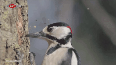 啄木鸟啄树皮找虫儿吃gif图片:啄木鸟