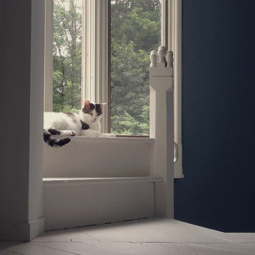 一只小猫懒洋洋的卧在阳台上摇尾巴gif图片:猫猫