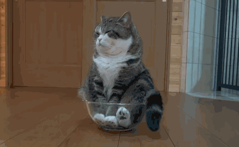 一只小灰猫坐在玻璃碗里安静的摇尾巴gif图片:猫猫