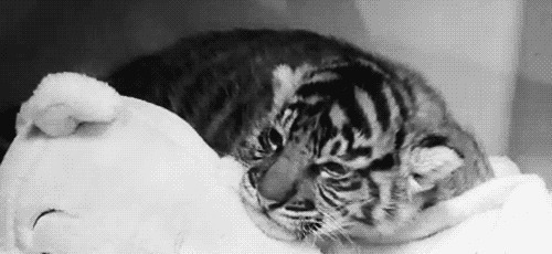 躺在被窝里睡觉的小老虎gif图片:小老虎