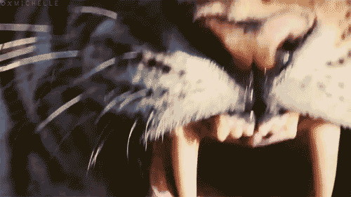 老虎的尖牙利齿看起来很吓人的gif图片