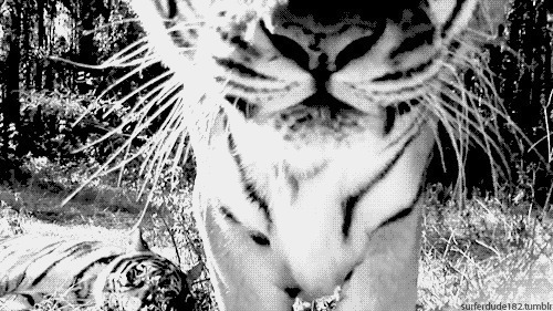 凶猛的老虎黑白gif图片:老虎
