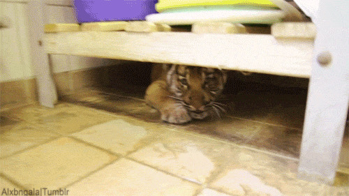 躲藏在床底下的老虎gif图片