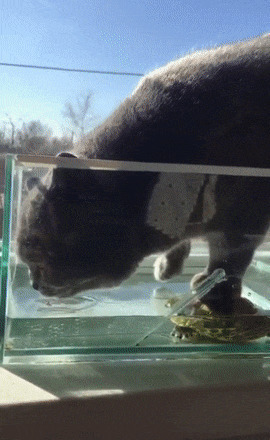 猫咪踏乌龟GIF动态图:乌龟,猫咪