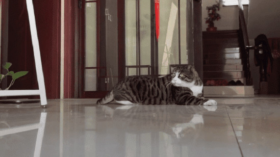 可爱的小猫咪趴在地板上玩耍gif图片:猫猫