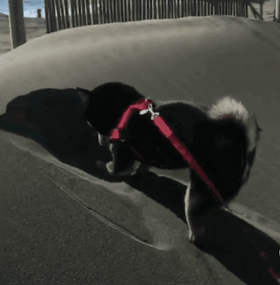 一只可爱的小狗狗在沙堆上玩耍gif图片:小狗狗,沙子