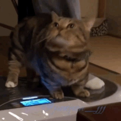 减肥的猫咪GIF动态图:猫咪,减肥