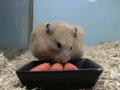 仓鼠吃东西GIF动态图:仓鼠,吃东西