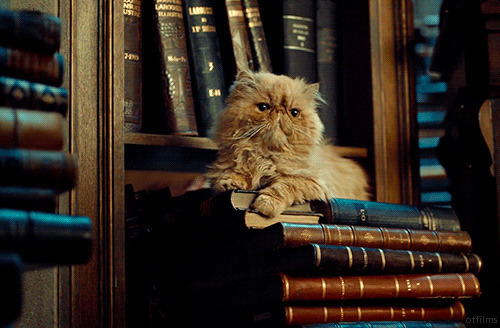 书架上的一只老猫GIF图片:猫猫,书架