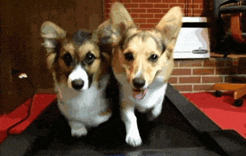 两只可爱的小狗狗并排在跑步机上跑步gif图片