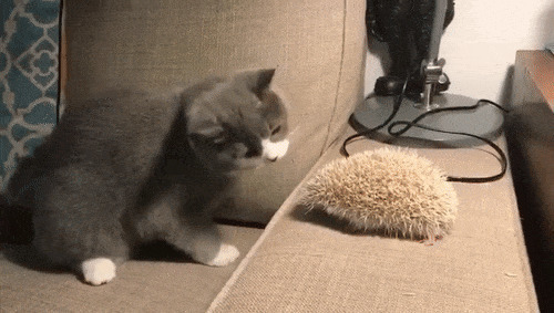 可爱的小猫咪咬刺猬不知如何下嘴gif图片:刺猬