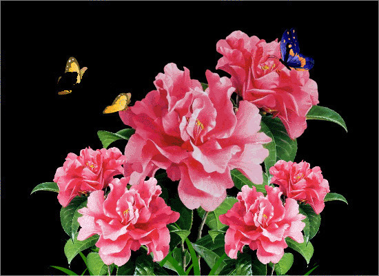 蝴蝶飞来采花蜜GIF素材图片:蝴蝶,花朵