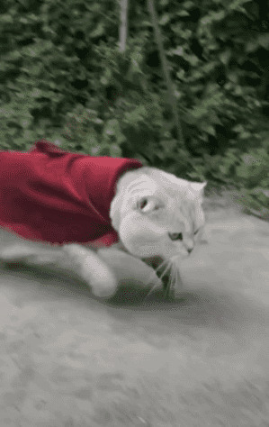 披着披风高高跳起的猫猫gif图片:猫猫