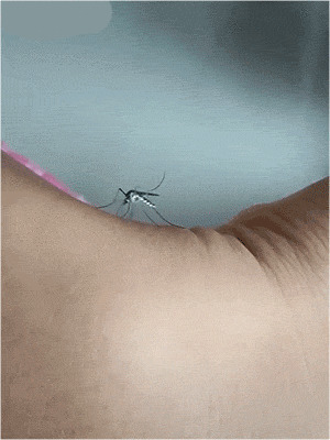 蚊子叮咬吸血GIF图片