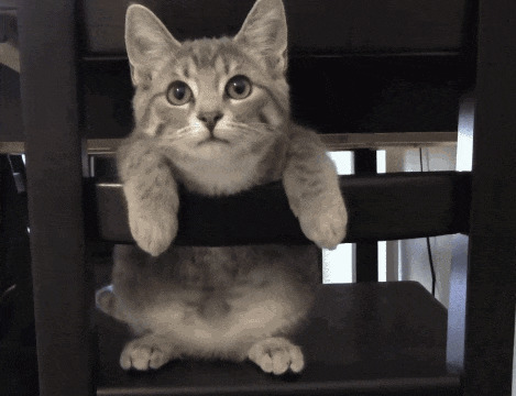 一只淘气的小猫咪趴在椅子上玩耍gif图片:小猫咪
