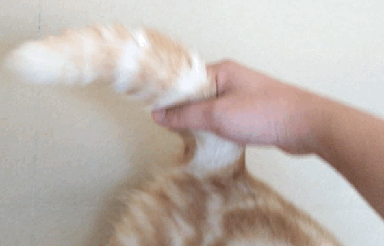 猫咪的尾巴GIF动态图:猫咪,尾巴