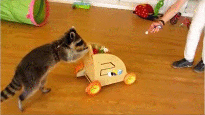 听话的小动物推车子gif图片:小动物,猫猫