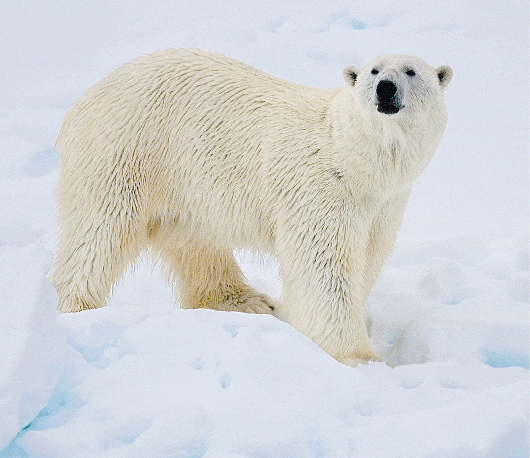 一张北极熊肖像GIF图片:北极熊