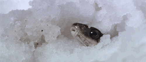从冰堆里爬出来的毒蛇吐着信子gif图片
